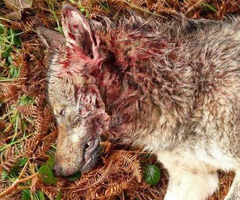 Ecologistas denuncian la batida de un lobo radiomarcado en Picos de Europa